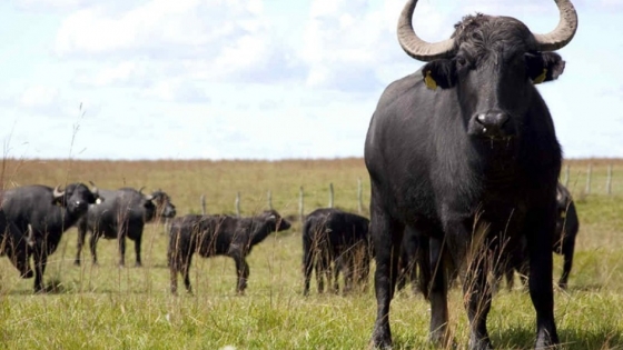 Cría de búfalos en campos de Islas del Ibicuy con destino internacional