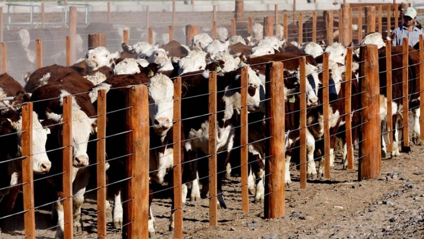 Los engordes continuaron trabajando aún en contexto de pandemia