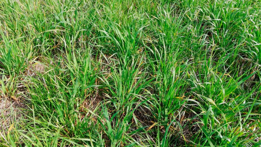 Una tecnología novedosa para nutrir las pasturas
