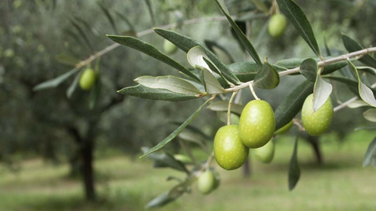 Familia Kanje: el aceite patagónico que conquistó Olivinus y se consagró como el mejor del país