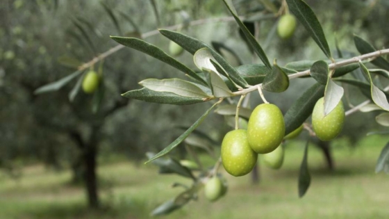 Familia Kanje: el aceite patagónico que conquistó Olivinus y se consagró como el mejor del país