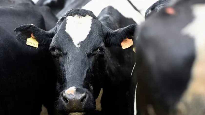 La carne sostenible uruguaya despierta interés en el mercado sueco