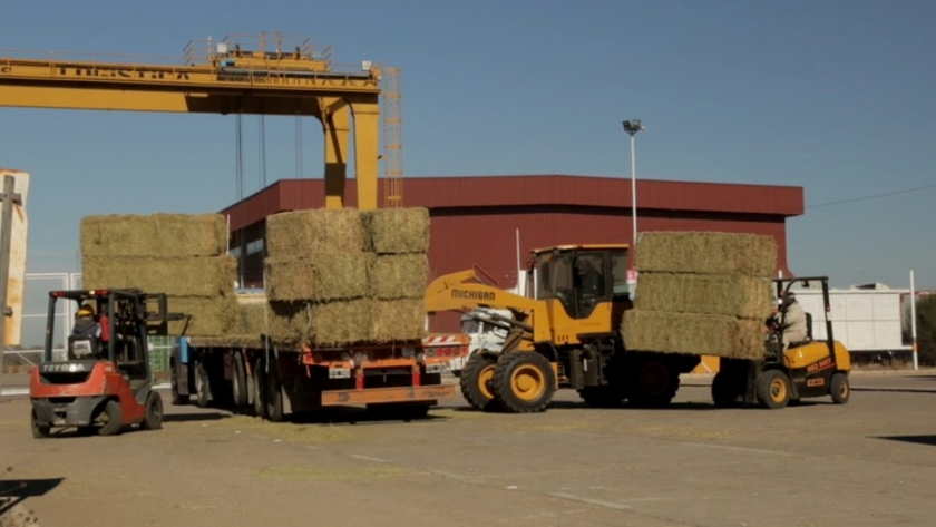 Esperan un fuerte impacto productivo, comercial y ambiental con la exportación de alfalfa