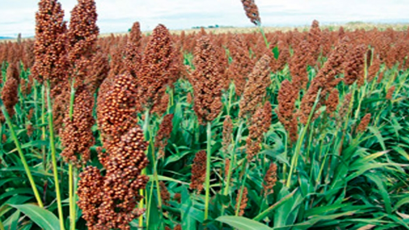 El sorgo gana en altura para la producción de etanol y biogás