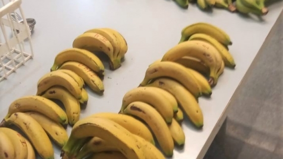 Realizarán en Laguna Naineck un taller sobre alternativas de valor agregado en banana