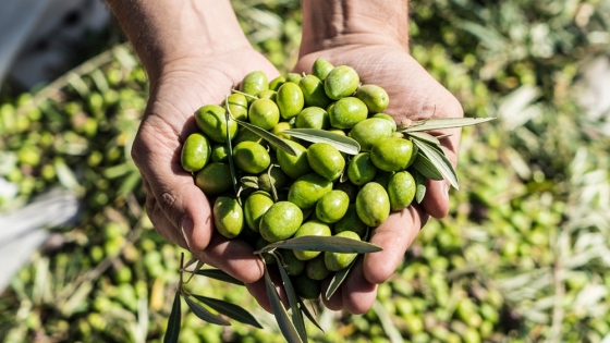 Excelente cosecha de olivos en la Chacra Experimental de Casa de Piedra