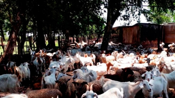 Crece tanto la producción ovina como la caprina en la zona Sur