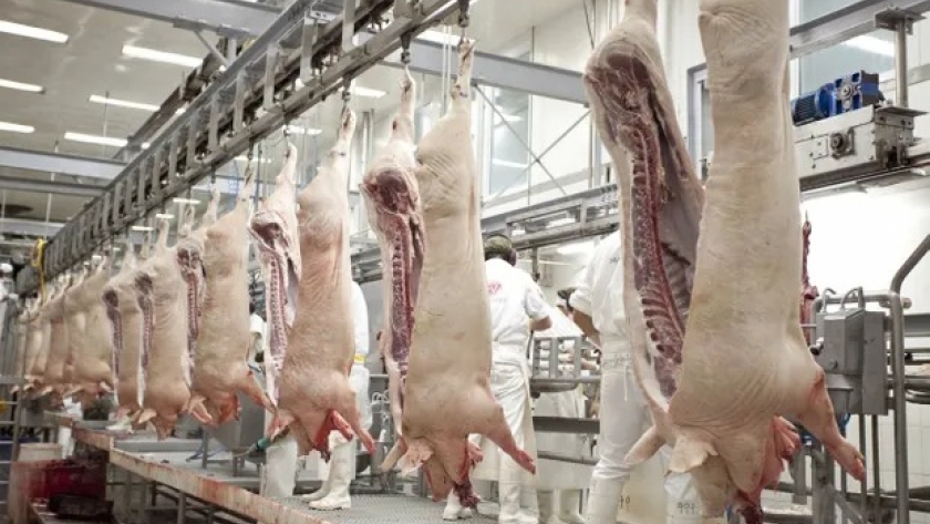 Argentina realiza la primera exportación de cerdo a Uruguay y busca aprovechar una oportunidad única