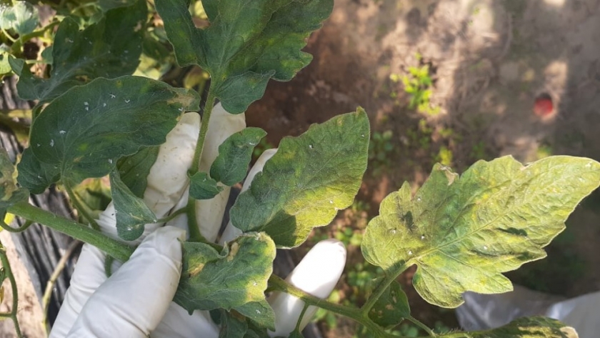 Entre Ríos: Detección de virus rugoso del tomate en una plantación de Colonia Belgran