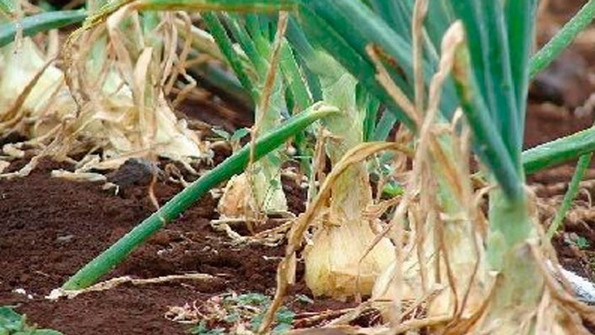 Brasil tendrá una abundante cosecha de cebollas 