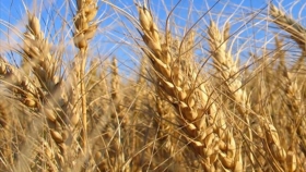 Soja, trigo y maíz ceden posiciones en el Mercado de Chicago