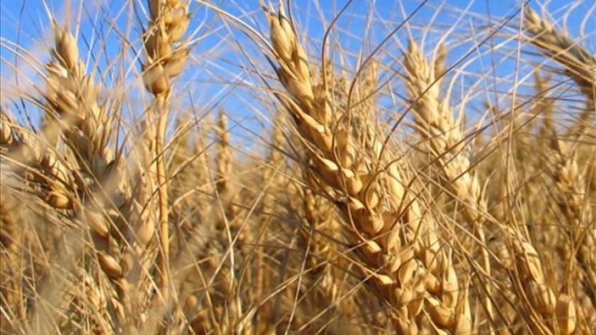 Soja, trigo y maíz ceden posiciones en el Mercado de Chicago