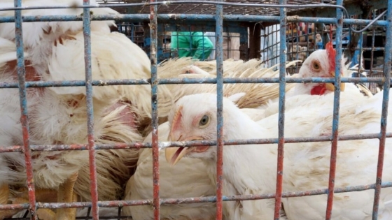 Alerta nacional: por primera vez se detectaron casos de gripe aviar en Argentina