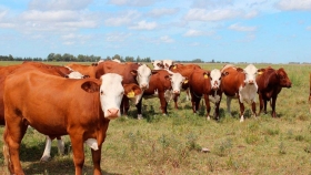El aborto en el ganado de carne