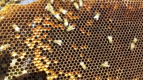 Todo sobre la miel y los productos de la colmena, en una conferencia online