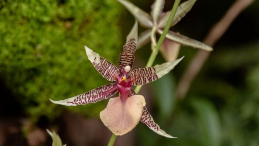 Orquídeas: Perú aprueba plan nacional para garantizar su conservación