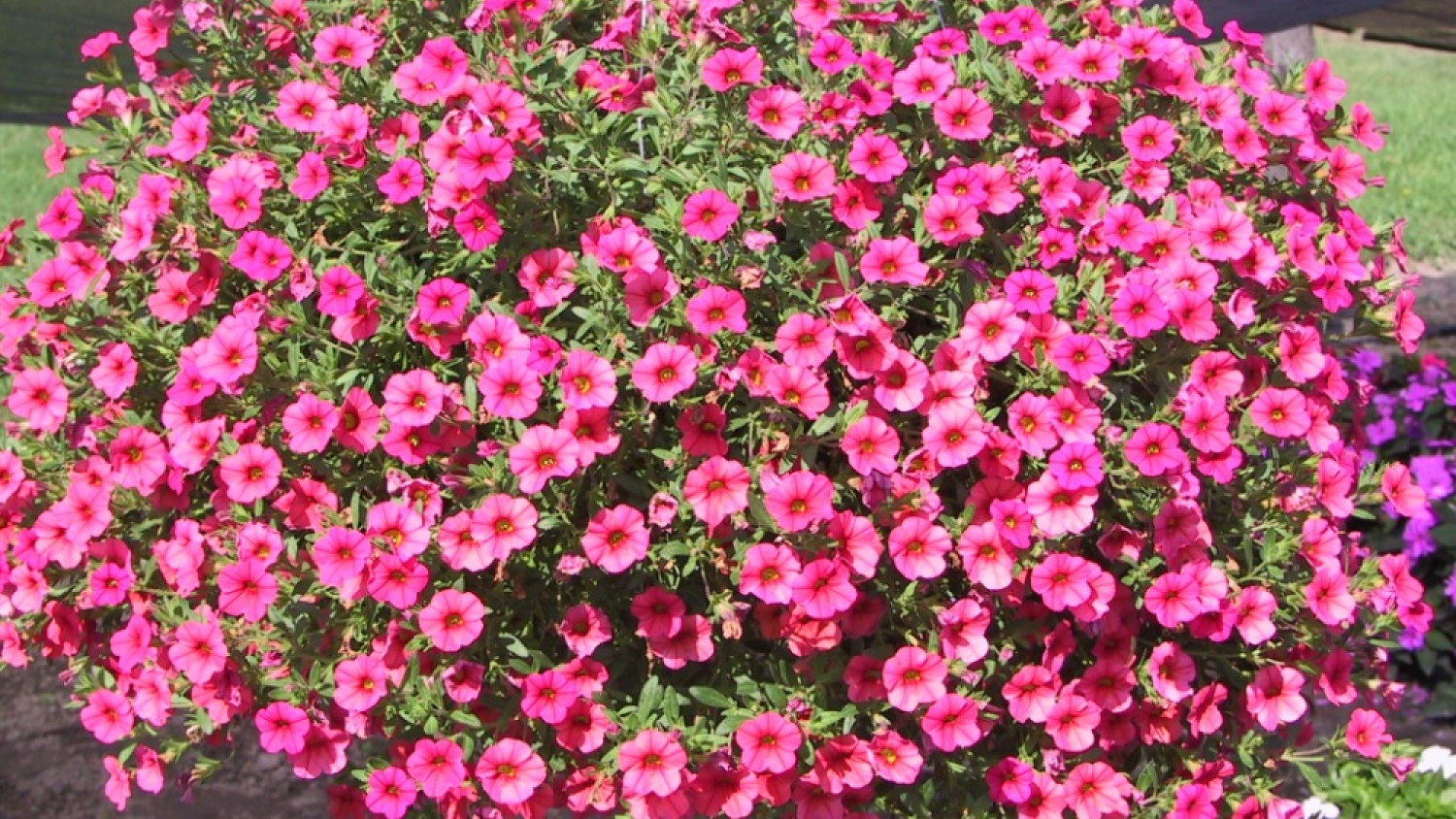 Calibrachoa: la flor aromática que se adapta a la vida en departamentos y se cultiva en maceta