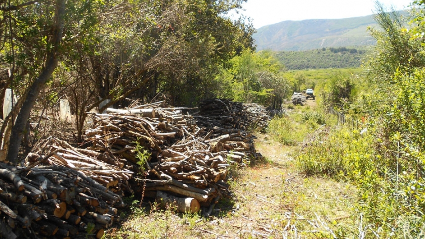 La Empresa Forestal Rionegrina cuenta con nuevo directorio