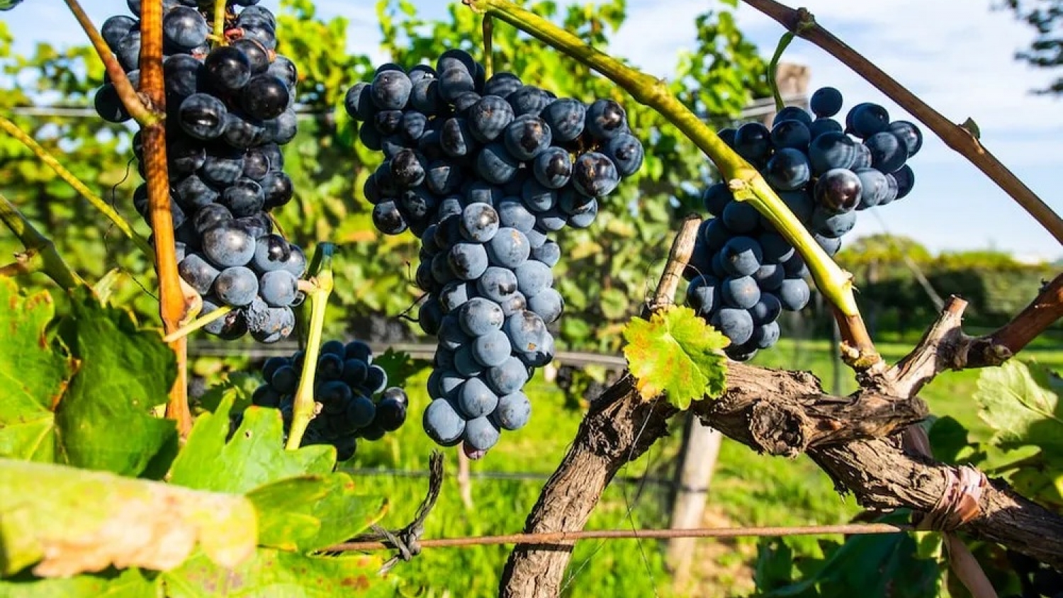 El sector vitivinícola va a la Justicia: fuerte rechazo a la reforma que desregula el control del vino