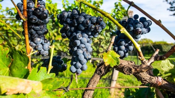 El sector vitivinícola va a la Justicia: fuerte rechazo a la reforma que desregula el control del vino