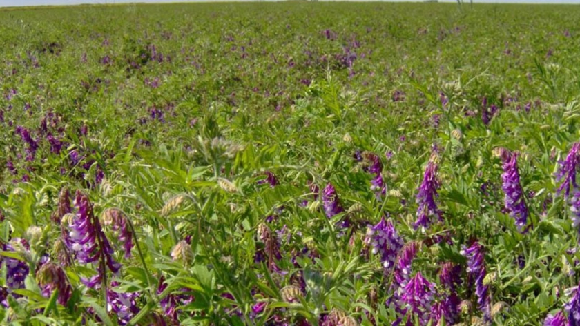 Experiencia de fertilización de vicia como antecesor de sorgo granífero