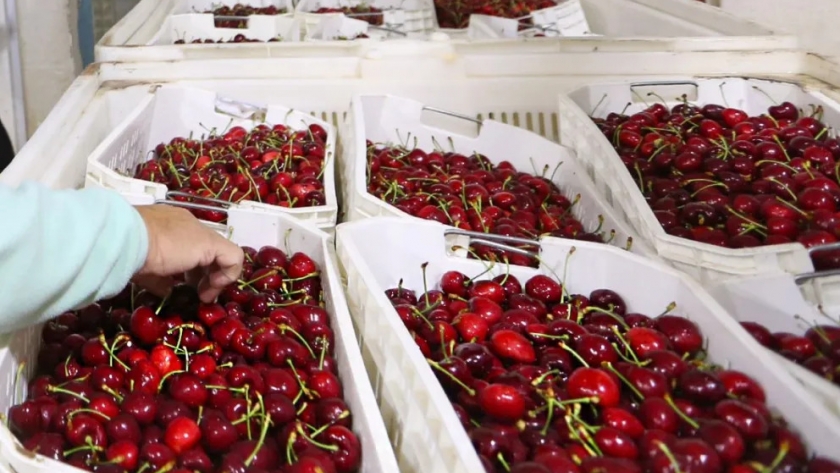 Buscan calificar la mano de obra para la fruticultura