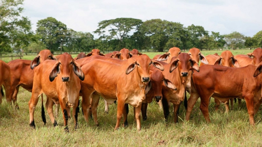 Colombia está próximo a exportar carne enfriada y congelada a Indonesia