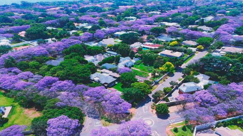 Acción climática y ciudades sostenibles: Más árboles, menos aire acondicionado