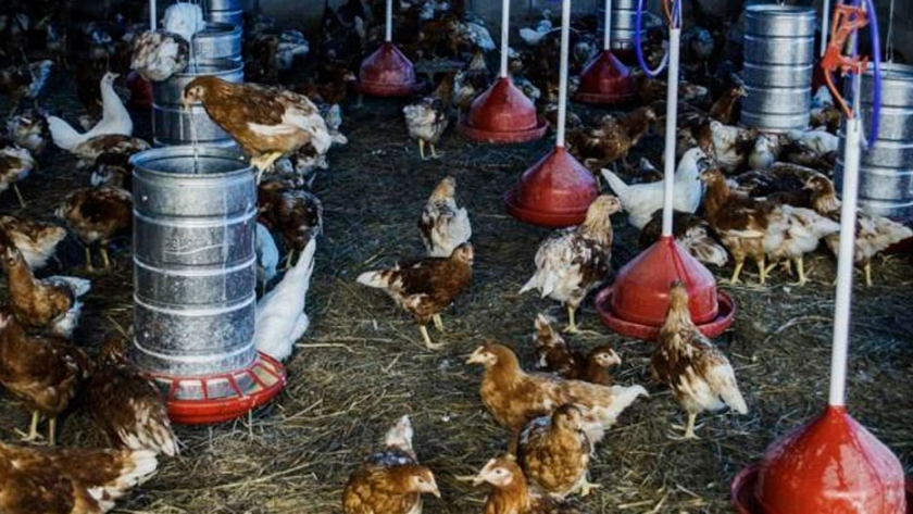 Módulo Avícola: bienestar animal y valor agregado