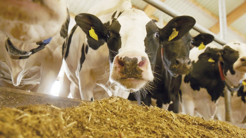 Se llevan entregados más de 150.000 kilogramos de alimento para ganado a pequeños productores afectados por la sequía