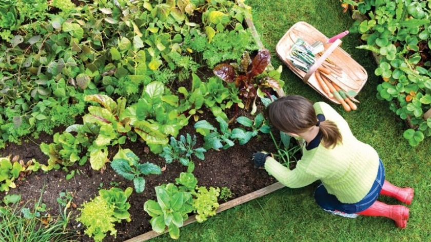 Prohuerta: El programa estatal que ayuda a combatir el hambre