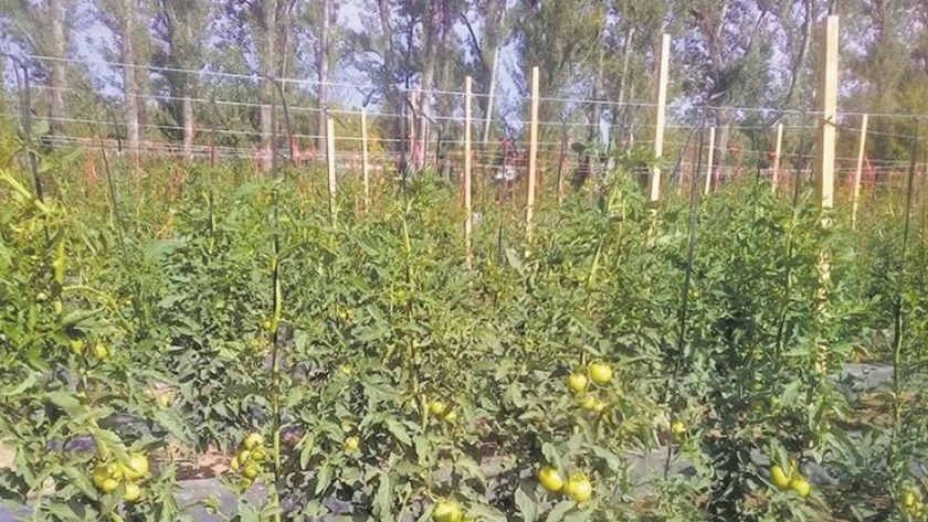 En Neuquén desarrollan una técnica que triplica la producción de verduras