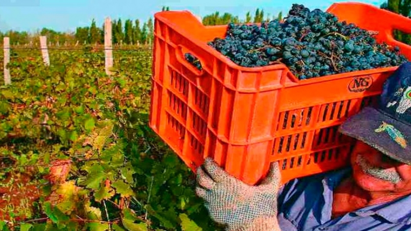 La producción de uva en San Juan cayó 170 millones de kilos