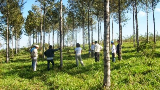 Inversión oriental, de US$ 288 millones, para crear una empresa forestal en Uruguay