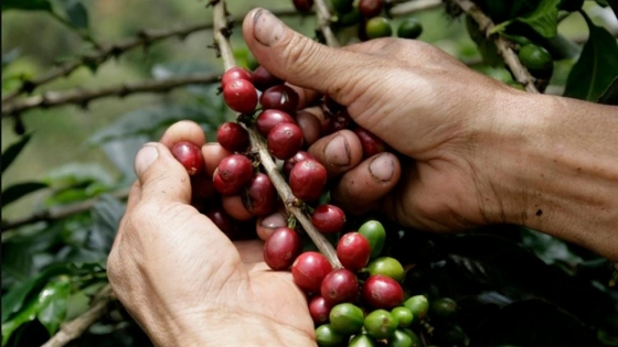 El IDEP convoca a productores de café para una misión técnica a Brasil