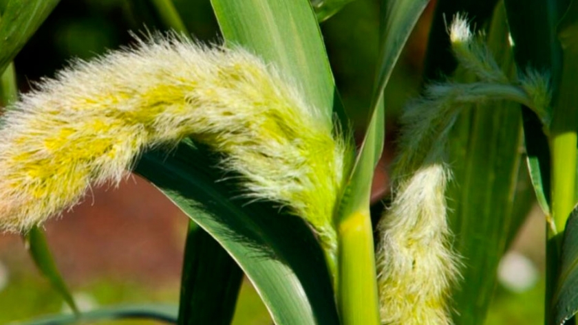 Moha forrajera, cultivo estratégico ante la incertidumbre climática