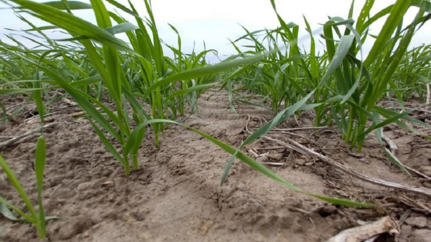 Siembra de trigo: cómo enfrentar los excesos de humedad sin perder potencial de rendimiento