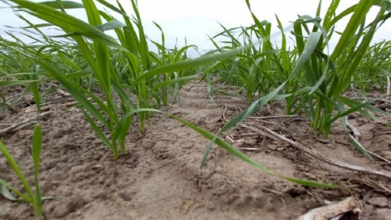 Siembra de trigo: cómo enfrentar los excesos de humedad sin perder potencial de rendimiento