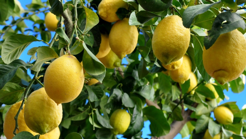 En marcha la segunda etapa del programa de desarrollo de nuevas cuencas citrícolas limoneras