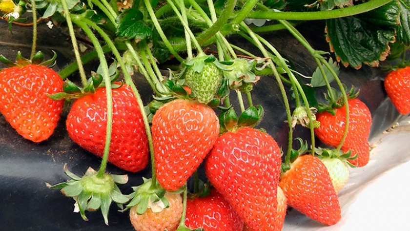 La producción de frutillas en la Patagonia, una actividad en ascenso