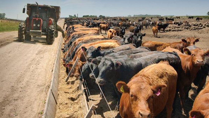 Se espera una gran oferta de hacienda gorda en septiembre y caída de precio