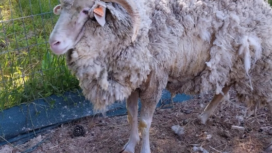 Ante el brote de sarna ovina en Río Negro y Neuquén, difunden medidas para prevenirla