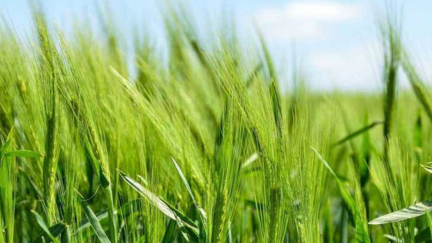 Los cultivos de cobertura pueden aumentar las temperaturas invernales en  América del Norte