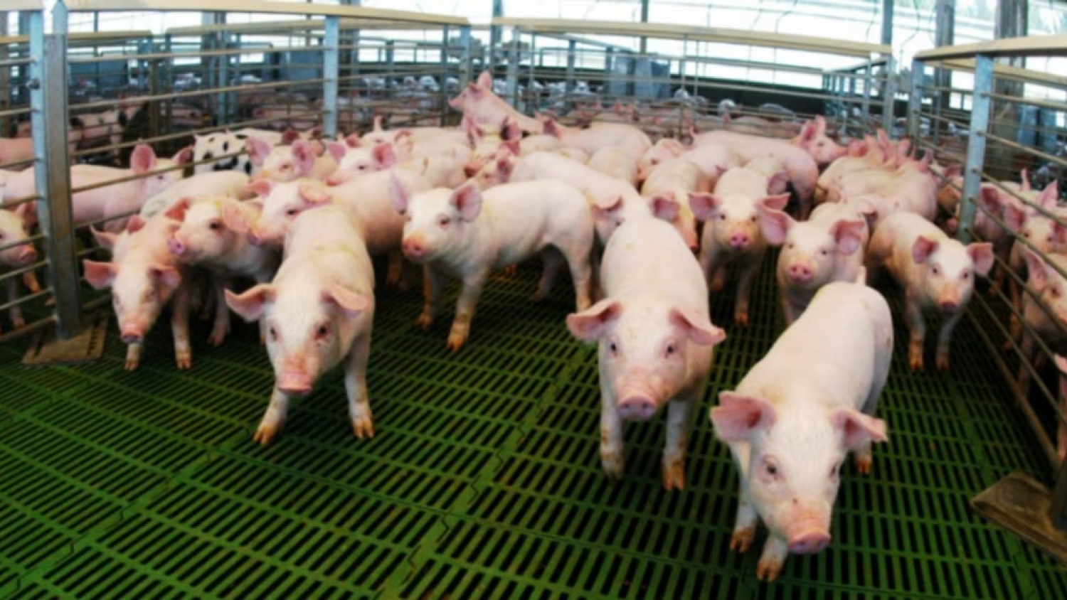 Financiamiento en carne: una herramienta clave para el crecimiento del sector porcino argentino