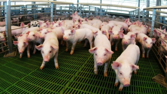 Financiamiento en carne: una herramienta clave para el crecimiento del sector porcino argentino