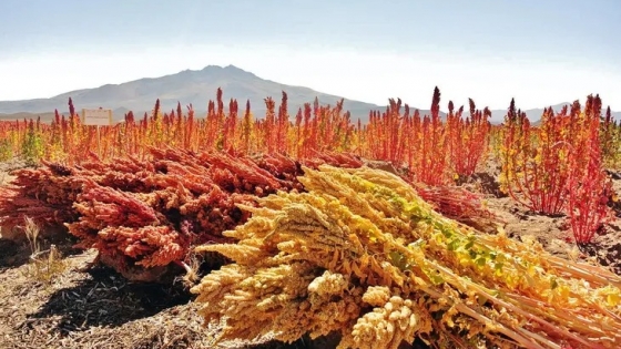Quinua argentina: el superalimento que transforma la industria agroalimentaria local