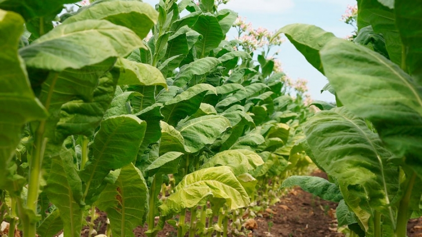 Jujuy: Respaldo constante a productores tabacaleros