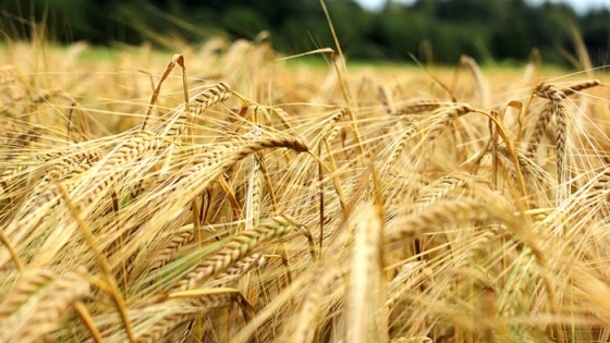 Se espera un área de siembra récord de cultivos de invierno: trigo estable y cebada en crecimiento