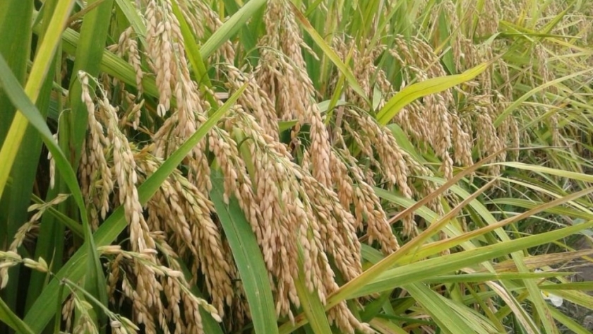 La trilla del arroz en Santa Fe comenzó con buenos rindes