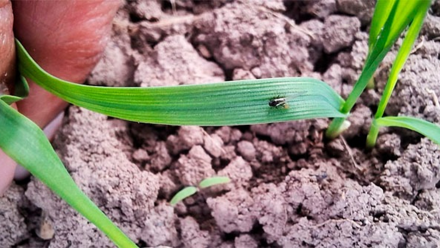 Pulgones alados en trigo: detectan ejemplares en lotes de Sáenz Peña y alertan por el riesgo de pérdidas en el cultivo